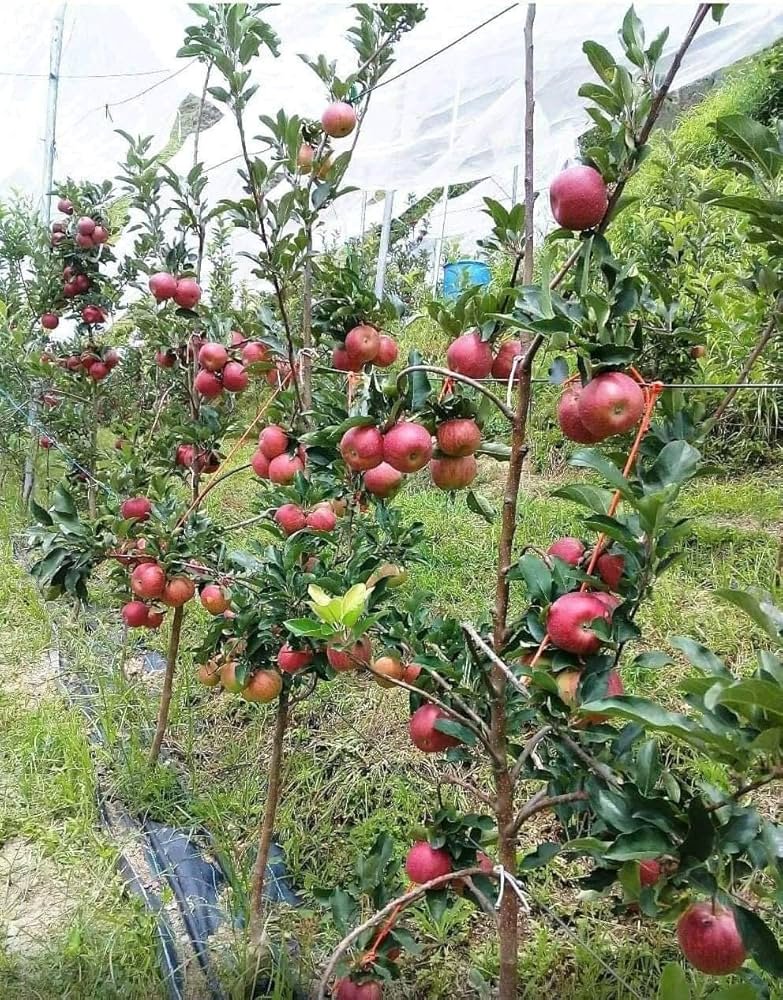 HRMN-99 Apple / Harman-99 Apple (હર્મન-99 સફરજન)